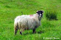 mouton irlandais