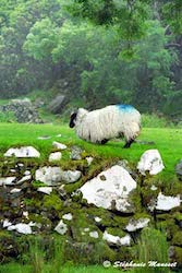 mouton sous pluie