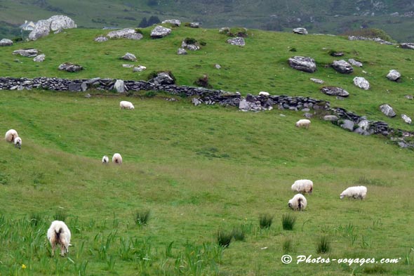 Paysage irlandais avec mur de pierres grises