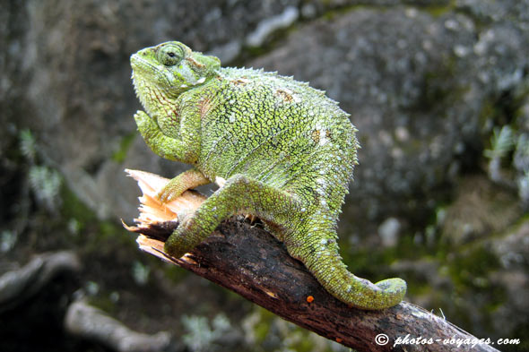 Caméléon sur une branche au Kilimandjaro