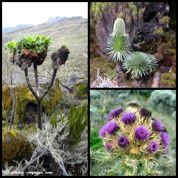 Lobelia et seneçons du Kilimandjaro