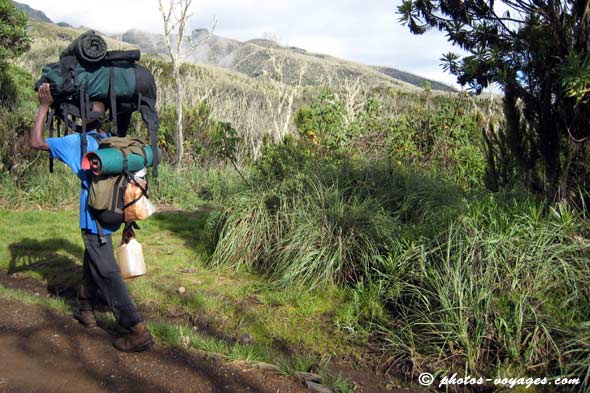 Lande végétation du Kilimandjaro