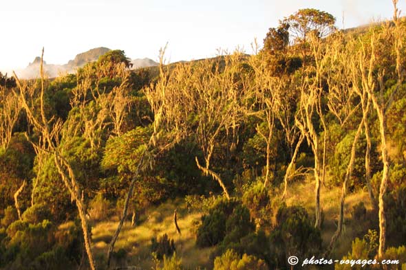 Paysage de lichen