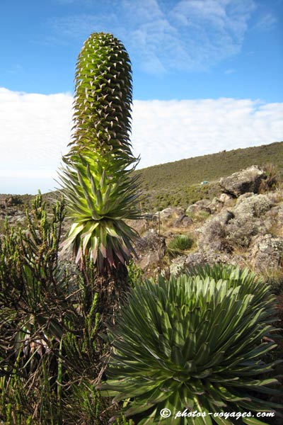 Lobelia du Kilimandjaro