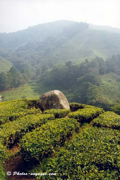 Paysage de thé des cameron highlands