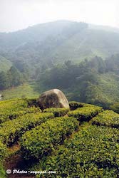 Cameron highlands