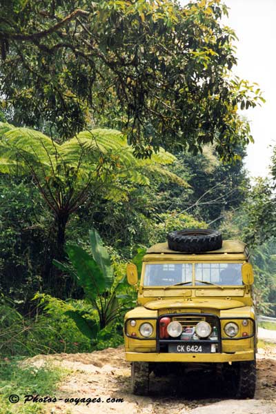 Jeep 4x4x jaune dans la jungle
