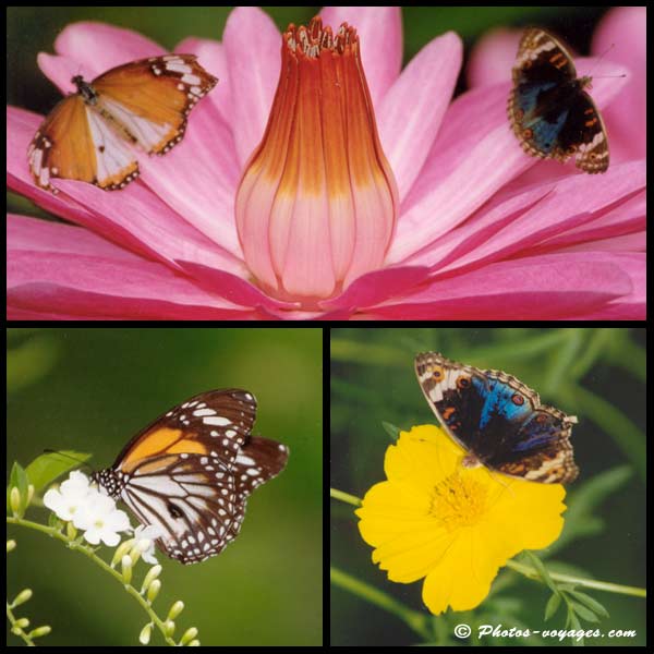 papillons multicolores posés sur des fleurs