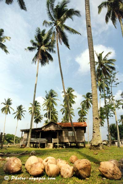 Cocotiers et noix de cocos sur une plage