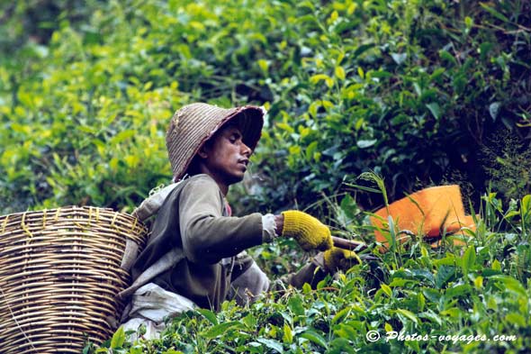 Récolte manuelle du thé en malaisie