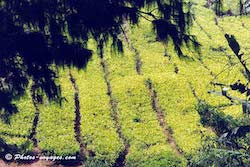 Plantation de thé