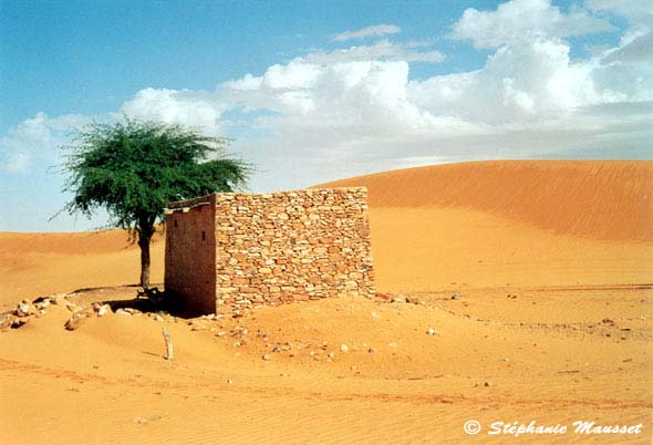 Après la pluie dans le désert du Sahara