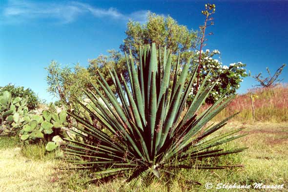 agave plant