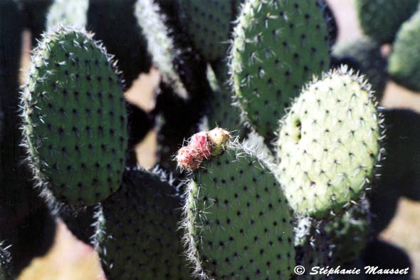 prickly pear cactus