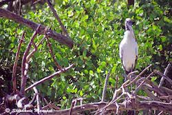 stork