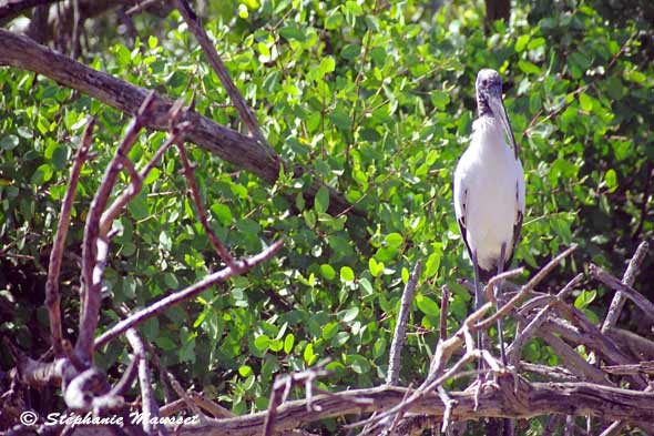 Grey and white stork