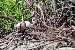 cormorant and egret