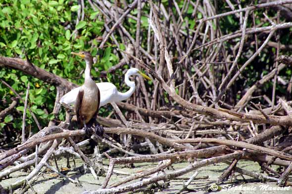 cormorant and egretin Celestun