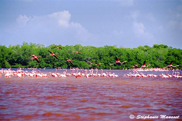 flamingos in the water