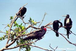 frigatebird