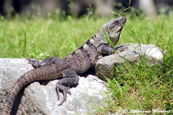 grey iguana