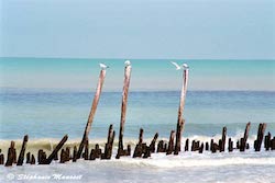 gulf of mexico