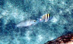 caribbean fish