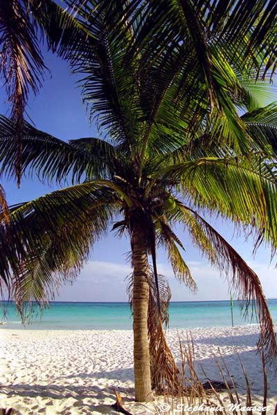 playa del carmen landscape