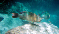 caribbean fish