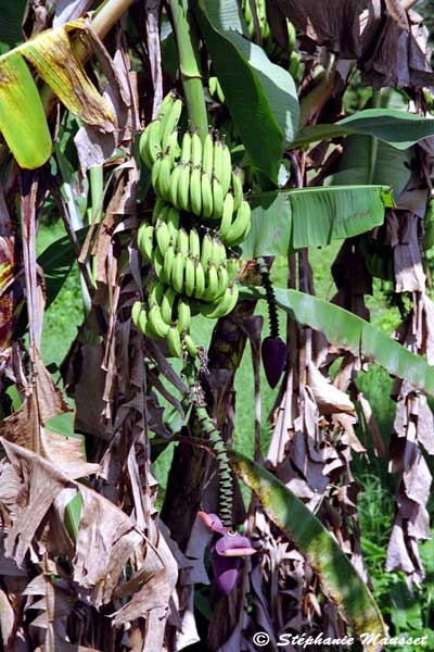 fleur de bananier et bananes sur l'arbre