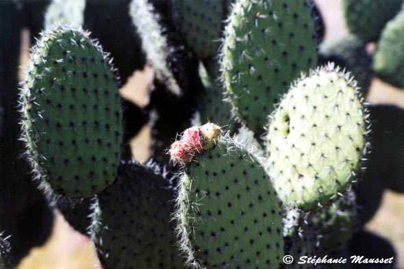 fleur rose d'un cactus vert