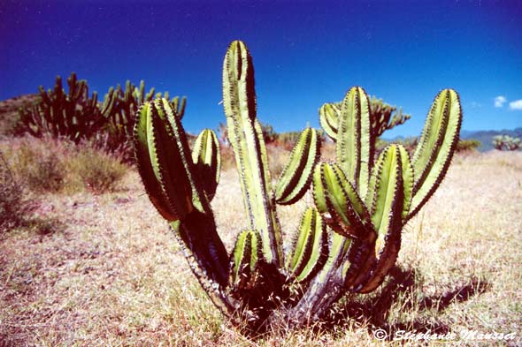 cactus dans le désert mexicain
