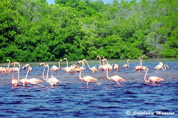 flamants roses dans un lagon