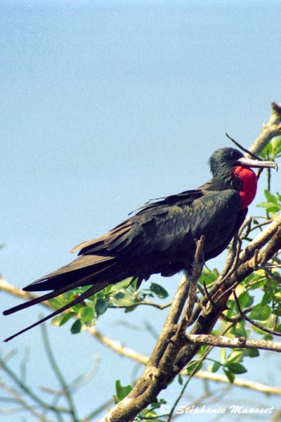 oiseau frégate mâle