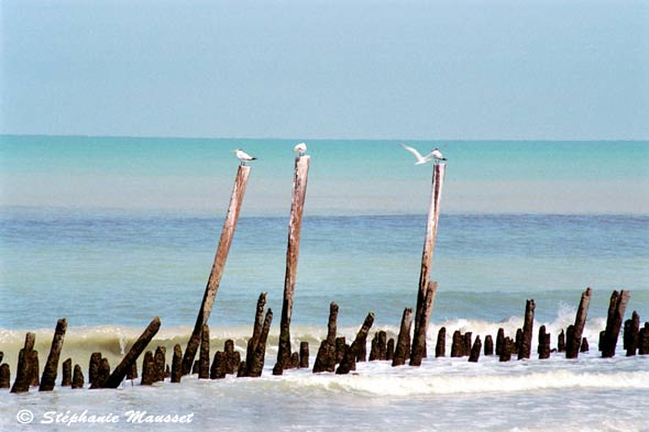 Pic of the month winner: Mexican Gulf Coast