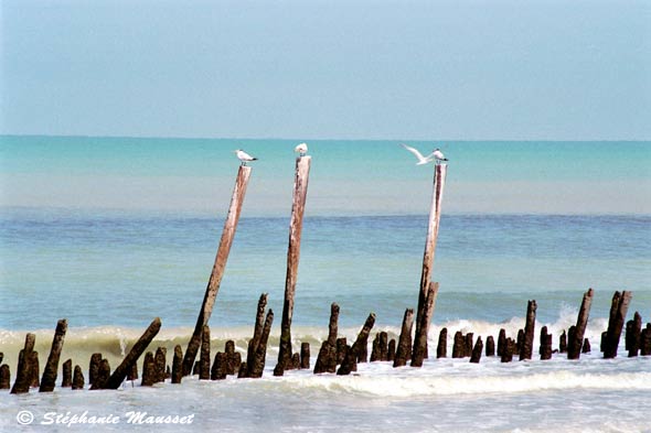 Mouettes sur bois plantés dans l'eau