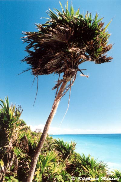 Photo du mois palmier et mer turquoise