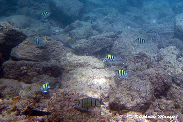 poissons rayés jaune et blanc au Mexique