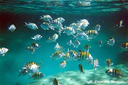 poissons des caraïbes