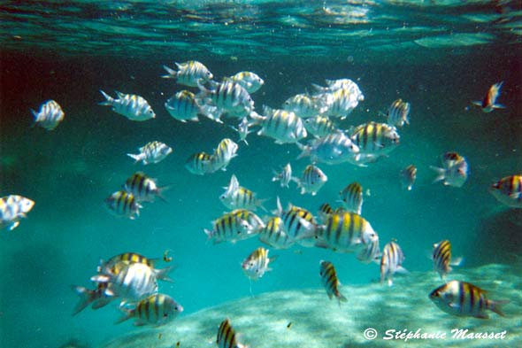 poissons multicolores du Mexique à Akumal