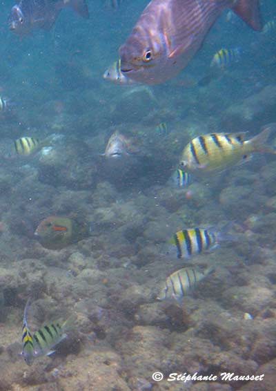 poissons des Caraïbes