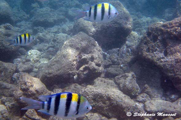 poissons sergent major