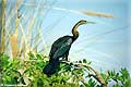 anhinga