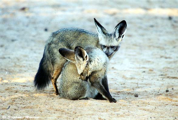 bat-eard foxes in the bush