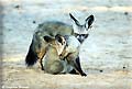 bat eared fox