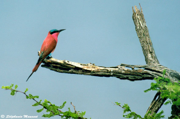 Reddish bea-eater
