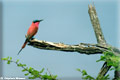 Bee eater