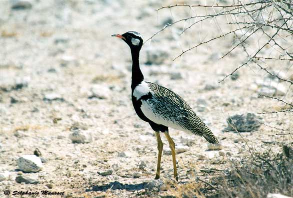 bustard in Etosha