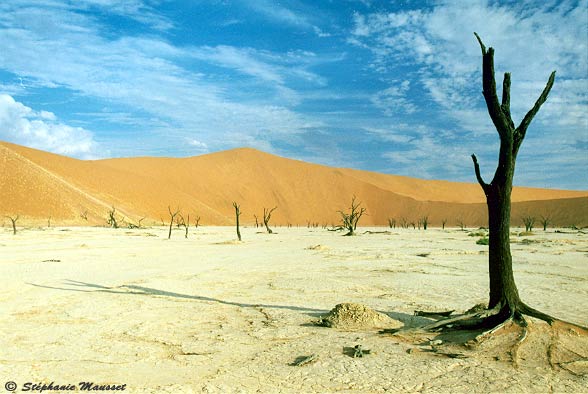 Dead vlei in Namib desert