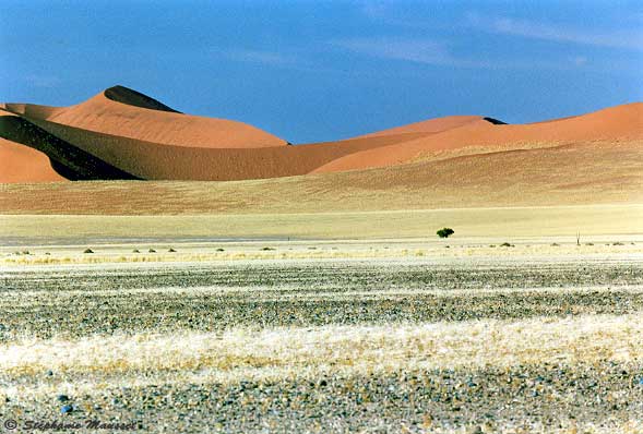 Namib desert scenery